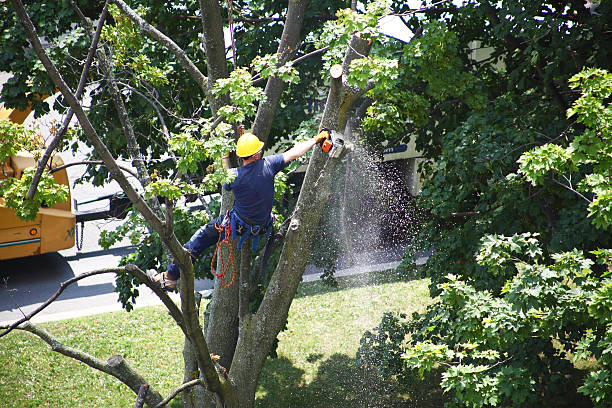 How Our Tree Care Process Works  in  Prineville, OR